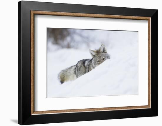 Coyote on a winter hunt-Ken Archer-Framed Photographic Print