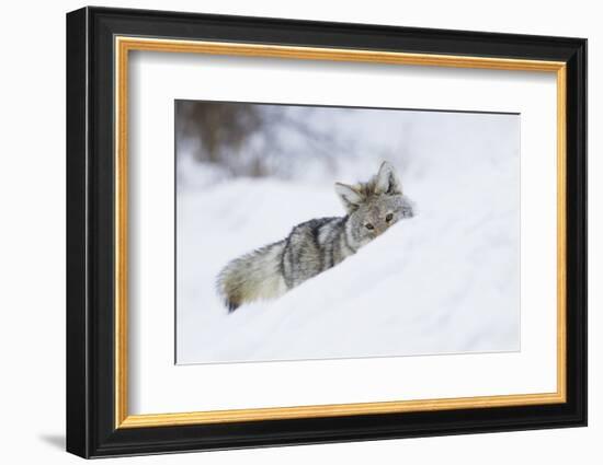 Coyote on a winter hunt-Ken Archer-Framed Photographic Print