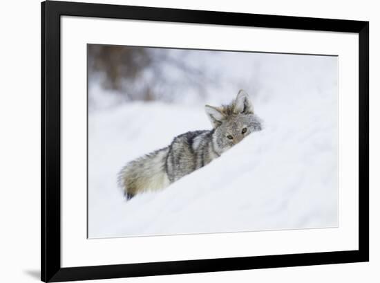 Coyote on a winter hunt-Ken Archer-Framed Premium Photographic Print