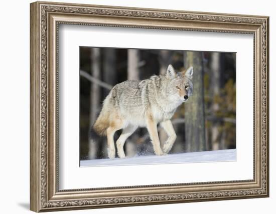 Coyote on the Move-Ken Archer-Framed Photographic Print