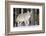 Coyote on the Move-Ken Archer-Framed Photographic Print