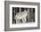 Coyote on the Move-Ken Archer-Framed Photographic Print