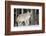 Coyote on the Move-Ken Archer-Framed Photographic Print