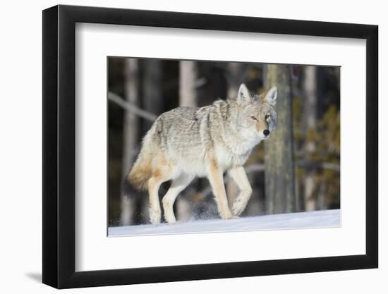 Coyote on the Move-Ken Archer-Framed Photographic Print