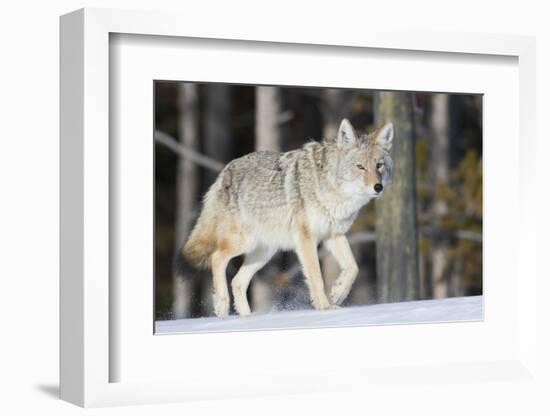 Coyote on the Move-Ken Archer-Framed Photographic Print