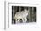 Coyote on the Move-Ken Archer-Framed Photographic Print