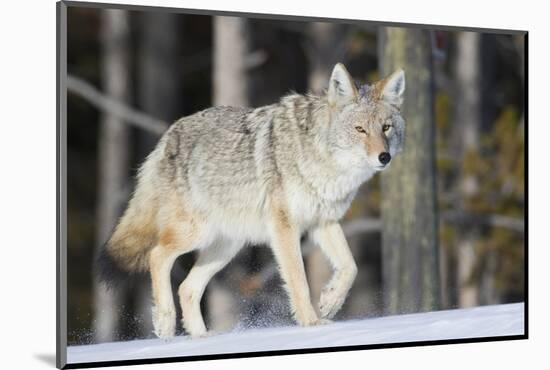 Coyote on the Move-Ken Archer-Mounted Photographic Print