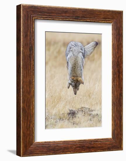 Coyote pouncing-Ken Archer-Framed Photographic Print