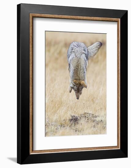 Coyote pouncing-Ken Archer-Framed Photographic Print