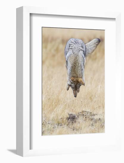 Coyote pouncing-Ken Archer-Framed Photographic Print