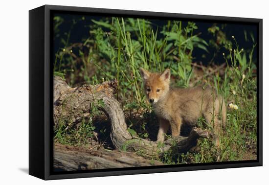 Coyote Pup-DLILLC-Framed Premier Image Canvas