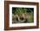 Coyote Pup-DLILLC-Framed Photographic Print