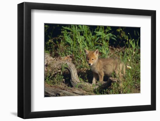 Coyote Pup-DLILLC-Framed Photographic Print