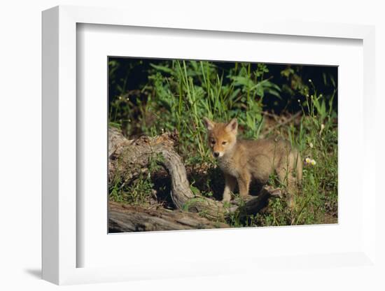 Coyote Pup-DLILLC-Framed Photographic Print