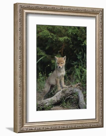 Coyote Pup-DLILLC-Framed Photographic Print