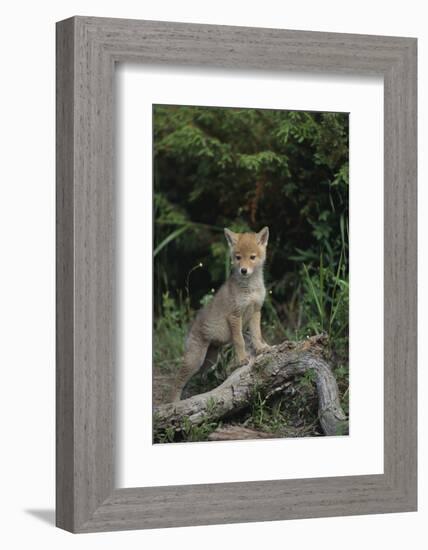 Coyote Pup-DLILLC-Framed Photographic Print