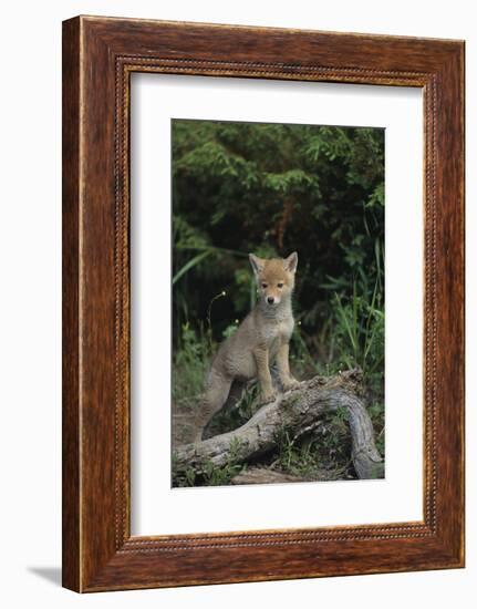 Coyote Pup-DLILLC-Framed Photographic Print