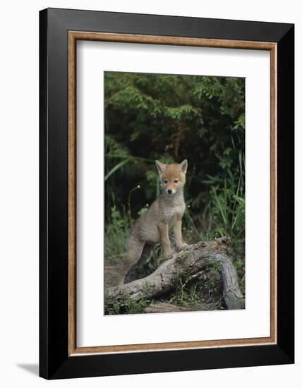 Coyote Pup-DLILLC-Framed Photographic Print