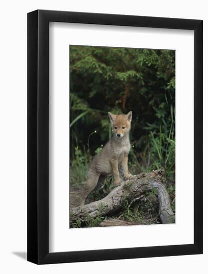 Coyote Pup-DLILLC-Framed Photographic Print