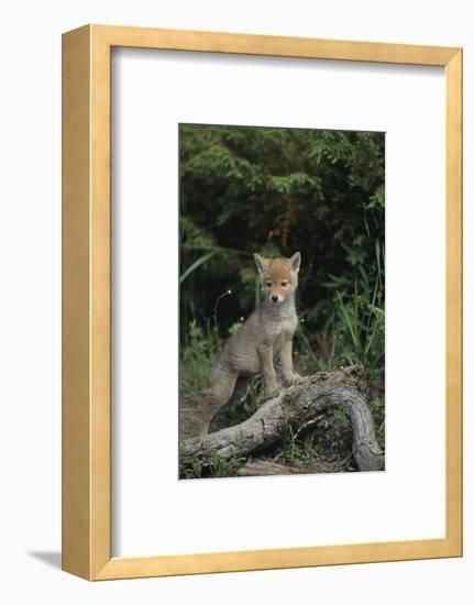 Coyote Pup-DLILLC-Framed Photographic Print