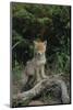 Coyote Pup-DLILLC-Mounted Photographic Print