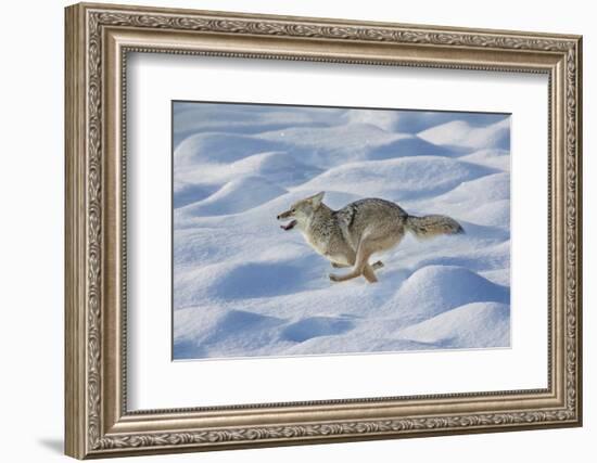 Coyote running through fresh snow, Yellowstone National Park, Wyoming-Adam Jones-Framed Photographic Print
