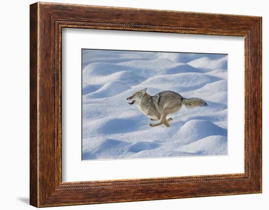 Coyote running through fresh snow, Yellowstone National Park, Wyoming-Adam Jones-Framed Photographic Print