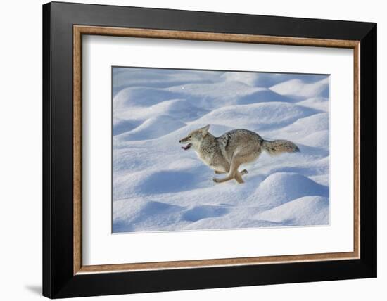 Coyote running through fresh snow, Yellowstone National Park, Wyoming-Adam Jones-Framed Photographic Print