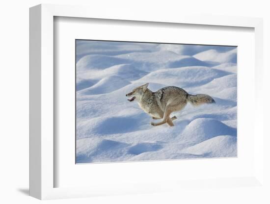 Coyote running through fresh snow, Yellowstone National Park, Wyoming-Adam Jones-Framed Photographic Print