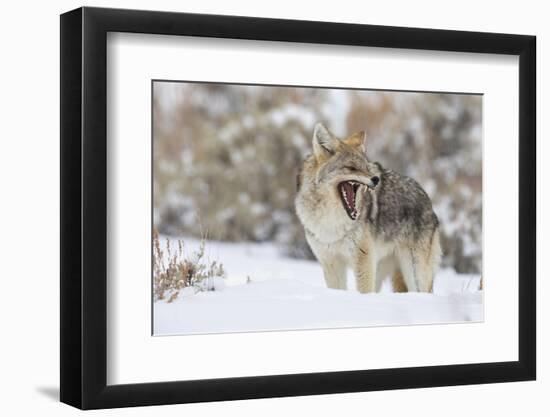 Coyote, snarling-Ken Archer-Framed Photographic Print