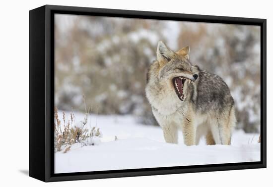 Coyote, snarling-Ken Archer-Framed Premier Image Canvas