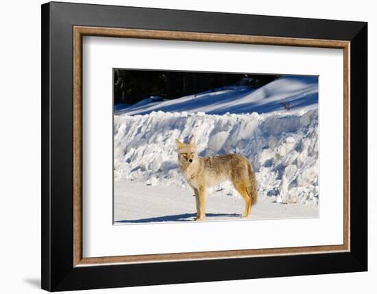 Coyote Spray Lakes Alberta-null-Framed Art Print