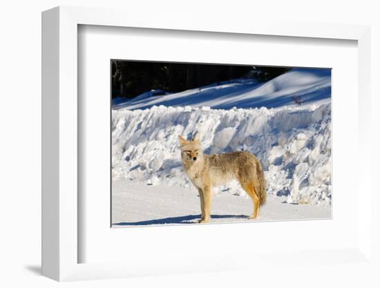Coyote Spray Lakes Alberta-null-Framed Art Print