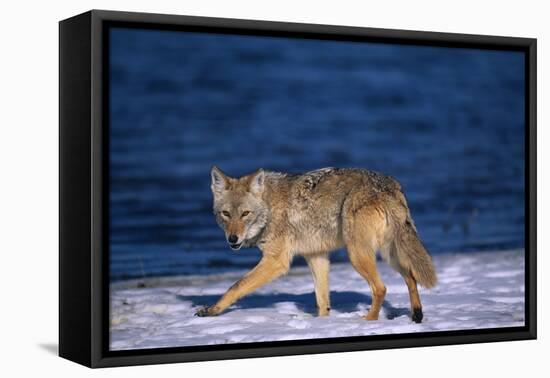 Coyote Walking in Snow next to Water-DLILLC-Framed Premier Image Canvas