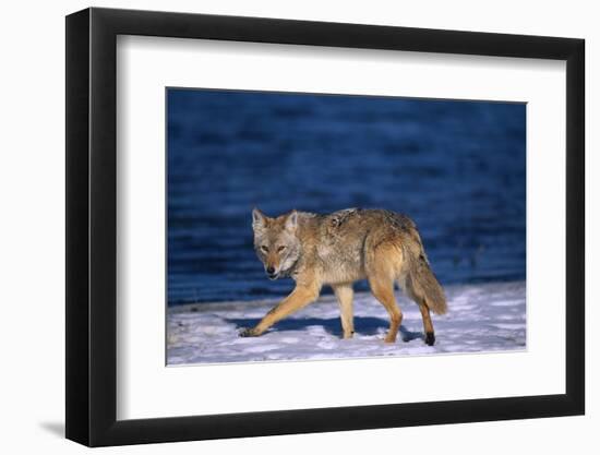 Coyote Walking in Snow next to Water-DLILLC-Framed Photographic Print