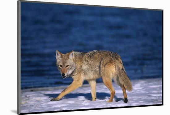 Coyote Walking in Snow next to Water-DLILLC-Mounted Photographic Print