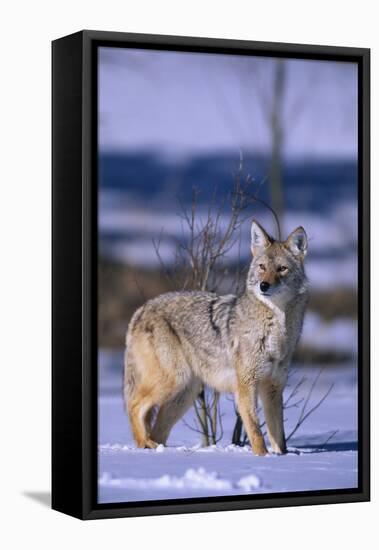 Coyote Walking in Snow-DLILLC-Framed Premier Image Canvas