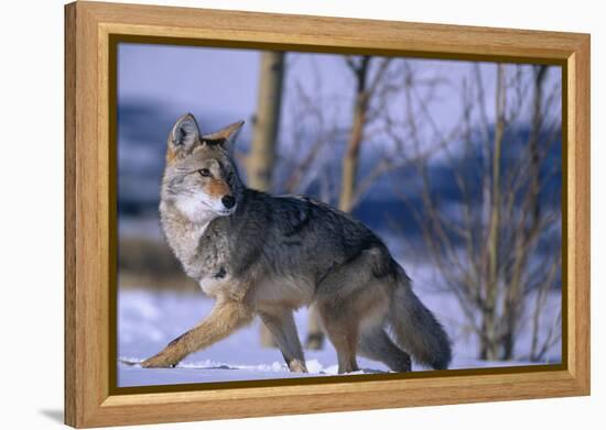 Coyote Walking in Snow-DLILLC-Framed Premier Image Canvas