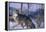 Coyote Walking in Snow-DLILLC-Framed Premier Image Canvas