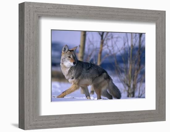 Coyote Walking in Snow-DLILLC-Framed Photographic Print