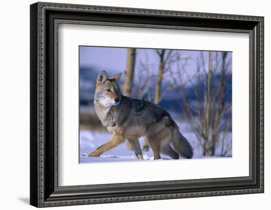 Coyote Walking in Snow-DLILLC-Framed Photographic Print