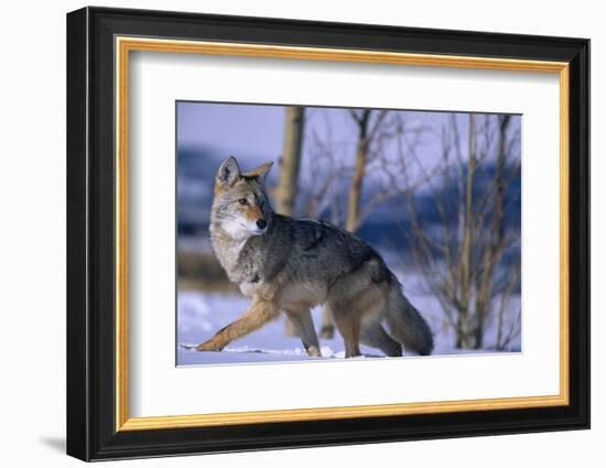 Coyote Walking in Snow-DLILLC-Framed Photographic Print