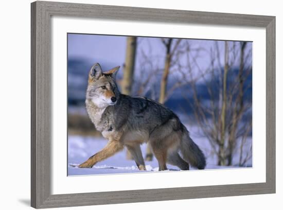 Coyote Walking in Snow-DLILLC-Framed Photographic Print