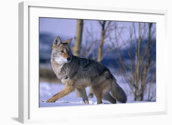 Coyote Walking in Snow-DLILLC-Framed Photographic Print