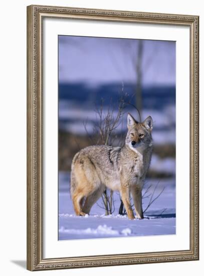 Coyote Walking in Snow-DLILLC-Framed Photographic Print