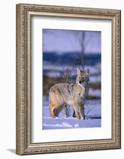 Coyote Walking in Snow-DLILLC-Framed Photographic Print