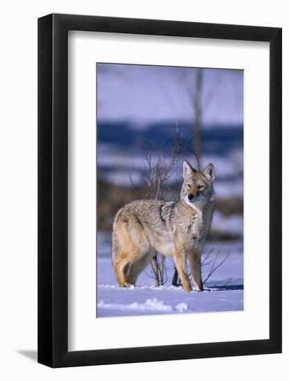 Coyote Walking in Snow-DLILLC-Framed Photographic Print