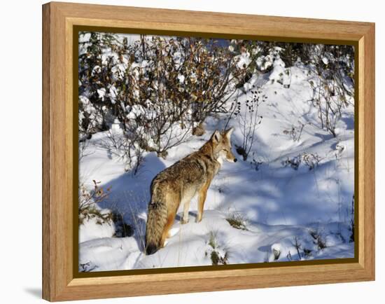 Coyote Walking Through Snow, Kananaskis Country, Alberta, Canada, North America-Jochen Schlenker-Framed Premier Image Canvas