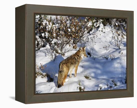 Coyote Walking Through Snow, Kananaskis Country, Alberta, Canada, North America-Jochen Schlenker-Framed Premier Image Canvas