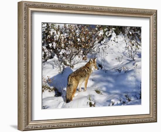 Coyote Walking Through Snow, Kananaskis Country, Alberta, Canada, North America-Jochen Schlenker-Framed Photographic Print